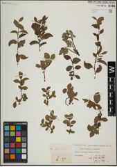 Foto von Salix herbacea L. x Salix lapponum L.